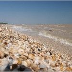 Ракушечный пляж в Должанской