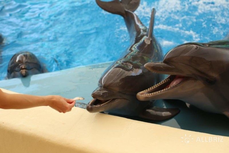 Дельфины-афалины