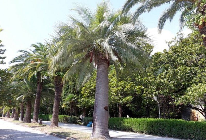 Чрезвычайно устойчивые пальмы