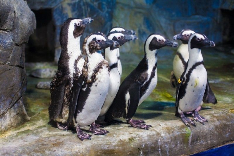 Пингвинарий «Немо» в Джемете