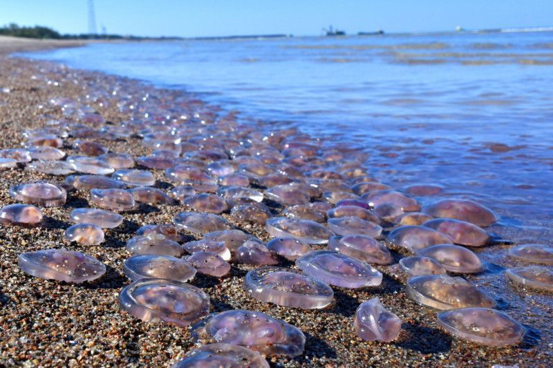 Медузы у берега Черного моря